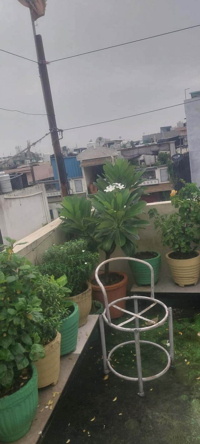 Sharma PG